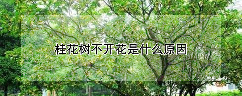 桂花树不开花是什么原因（桂花树不开花是什么原因?）