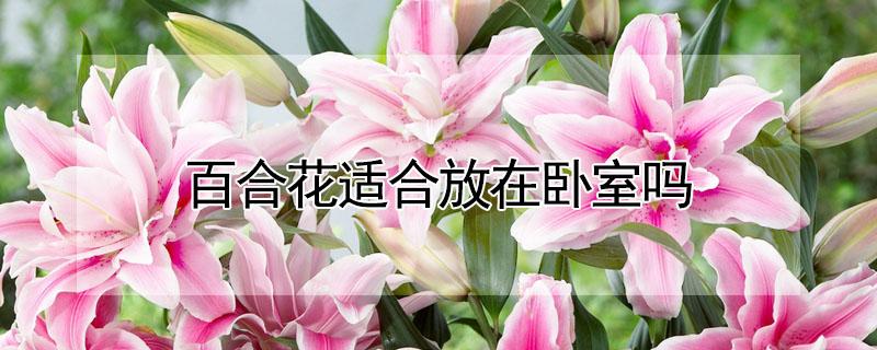 百合花适合放在卧室吗