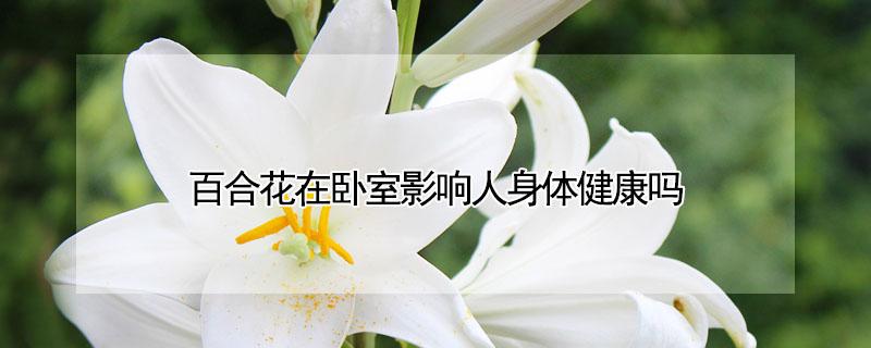 百合花在卧室影响人身体健康吗 百合花在客厅影响人身体健康吗