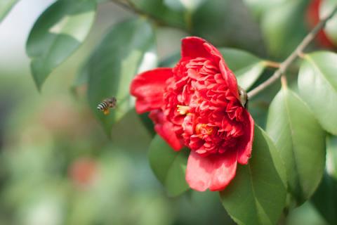 茶花花瓣变黄原因