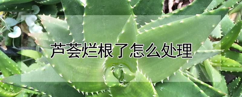 芦荟烂根了怎么处理 芦荟烂根了怎么办?