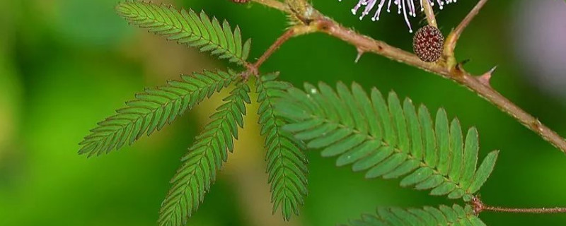 含羞草花籽怎么种 含羞草的籽怎么种