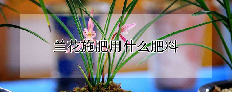 兰花施肥用什么肥料 兰花施肥用什么肥料才开花