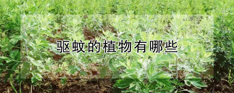 驱蚊的植物有哪些 驱蚊植物