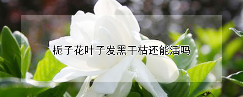 栀子花叶子发黑干枯还能活吗 栀子花的叶子变黑干枯