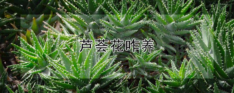 芦荟花咋养 芦荟养花方法