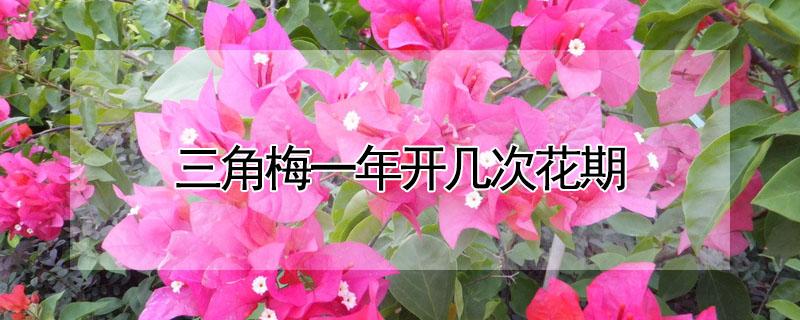 三角梅一年开几次花期