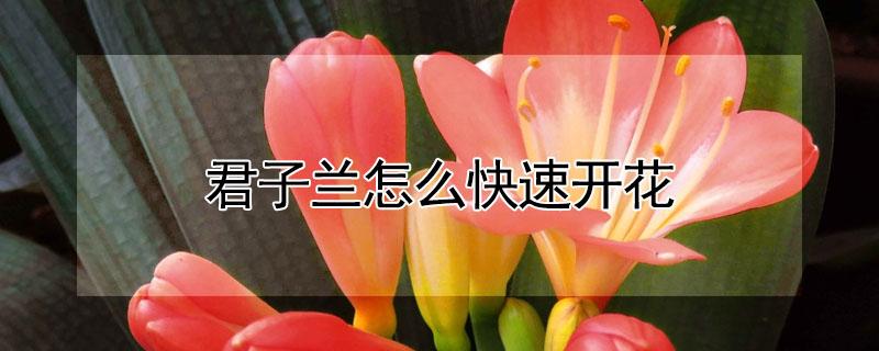 君子兰怎么快速开花（君子兰怎样才能开花5个诀窍）