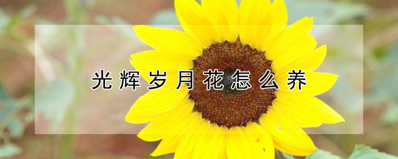 光辉岁月花怎么养 光辉岁月太阳花怎么养