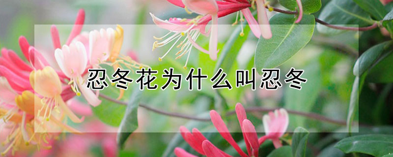 忍冬花为什么叫忍冬 忍冬花的样子