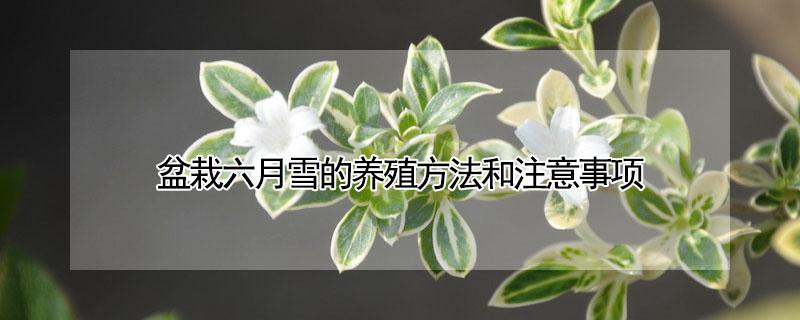 盆栽六月雪的养殖方法和注意事项（盆栽六月雪的养护方法）