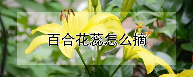 百合花蕊怎么摘 百合花花蕊怎么摘掉