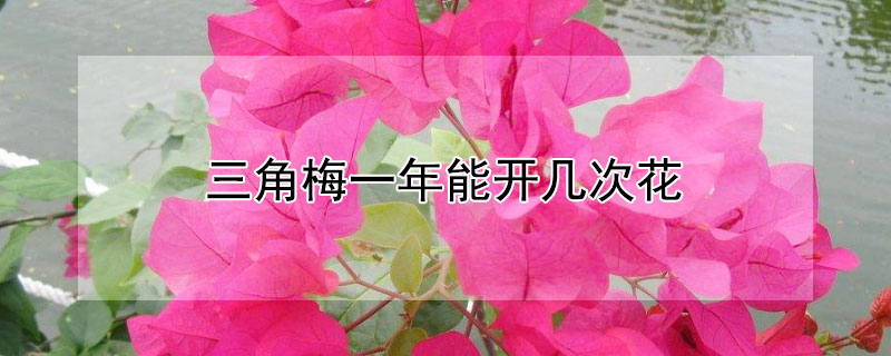 三角梅一年能开几次花（三角梅一年开花多少次）