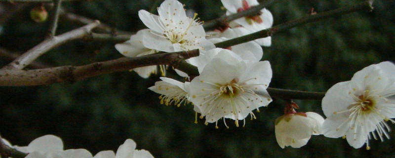 嫁接梅花用什么树（梅花适合嫁接在什么树上）