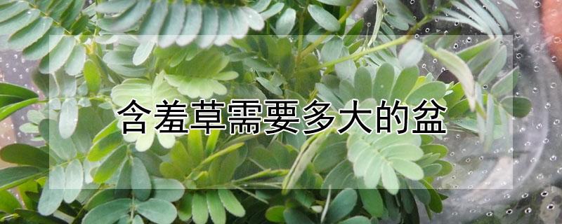 含羞草需要多大的盆 含羞草用什么盆养