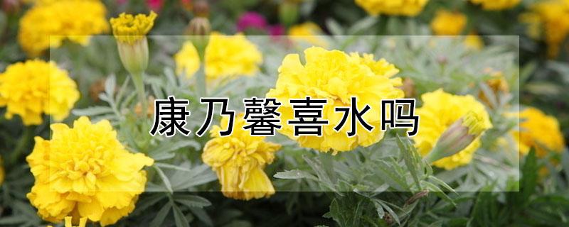 康乃馨喜水吗 康乃馨喜不喜欢水