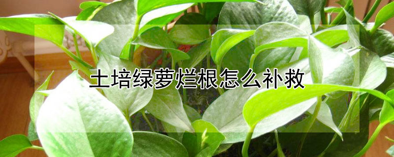 土培绿萝烂根怎么补救 绿萝烂根如何补救