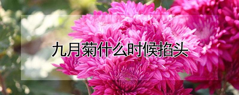 九月菊什么时候掐头 菊花几月掐头