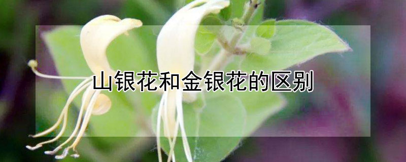 山银花和金银花的区别 山银花与金银花的区别 细数四大区别