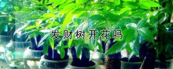 发财树开花吗（发财树开花吗图片欣赏）