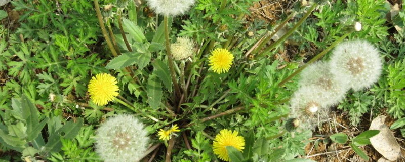 蒲公英几月开花的 蒲公英几月开花?