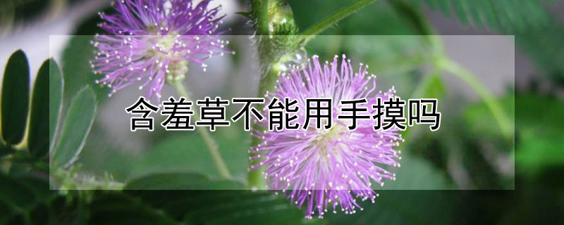 含羞草不能用手摸吗 含羞草可以用手摸吗