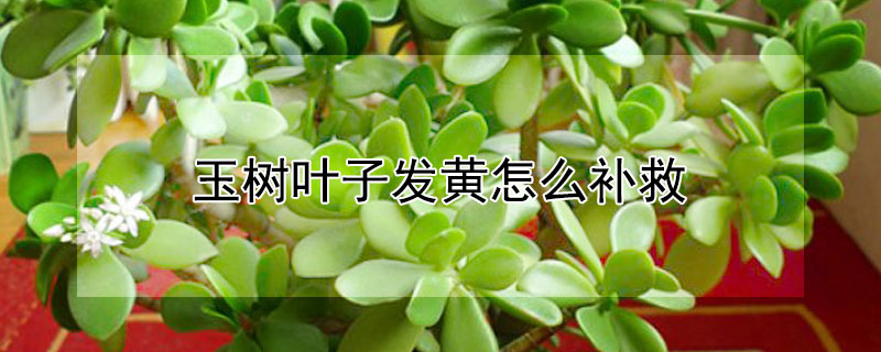 玉树叶子发黄怎么补救（玉树叶子变黄了怎么回事）