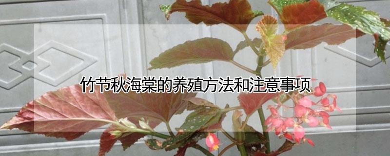 竹节秋海棠的养殖方法和注意事项（秋竹节海棠花的养殖方法和注意事项）