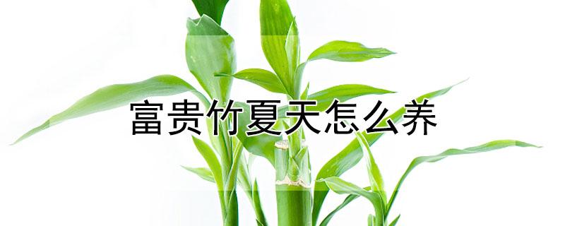 富贵竹夏天怎么养（富贵竹适合夏天养吗）