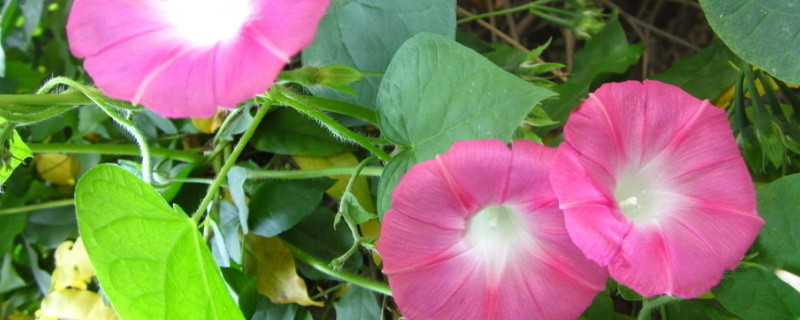 牵牛花夏天可以发芽么 牵牛花温度低能发芽吗