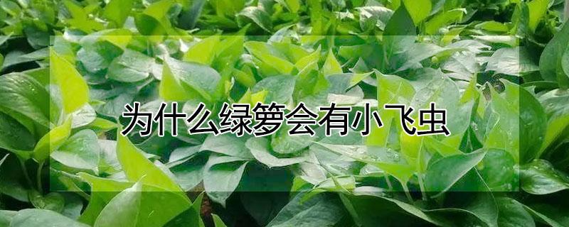 为什么绿箩会有小飞虫 绿萝有小飞虫子