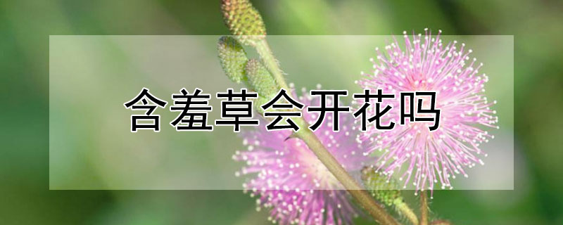 含羞草会开花吗 含羞草会开花吗,花是什么颜色的