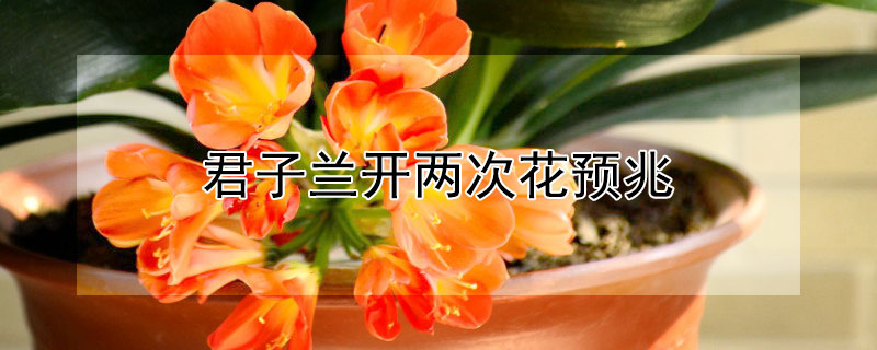 君子兰开两次花预兆（君子兰一年开两次花预示着什么）