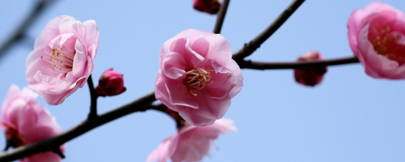 梅花夏天长叶吗 梅花夏天长什么样