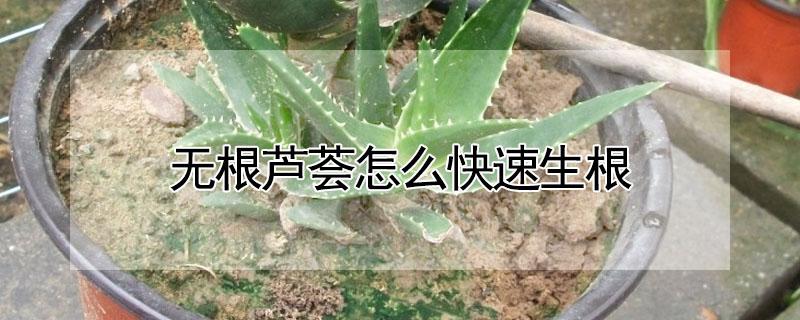 无根芦荟怎么快速生根（无根芦荟怎么快速生根用生根粉吗）