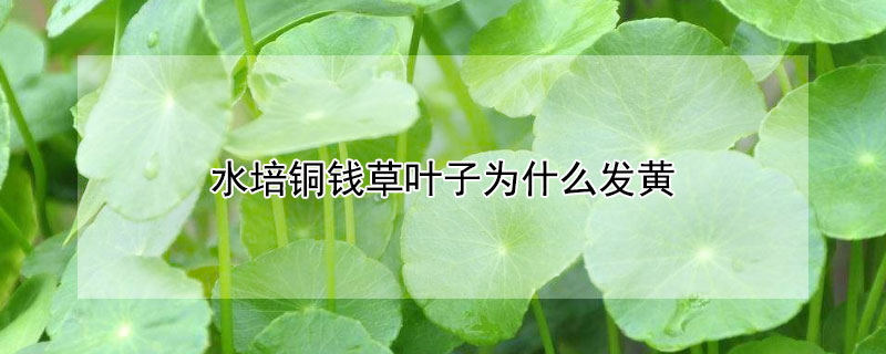 水培铜钱草叶子发黄是什么原因（水培铜钱草叶子发黄是怎么回事）