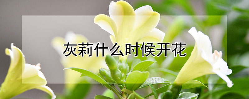 灰莉什么时候开花 灰莉几月份开花