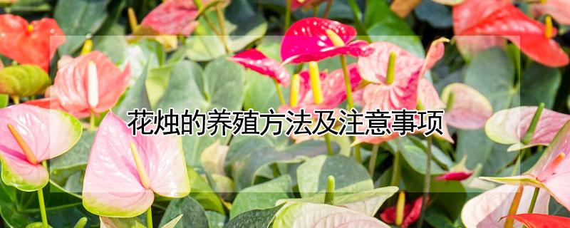 花烛的养殖方法及注意事项（花烛的养殖方法及注意事项 花烛图片赏析）