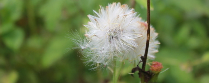 蒲公英多长时间割一茬（蒲公英种多久可以割）