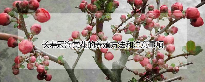 长寿冠海棠花的养殖方法和注意事项 长寿冠海棠花的养殖方法和注意事项视频