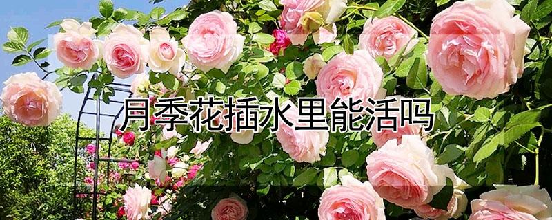 月季花插水里能活吗 月季花放水里能活吗