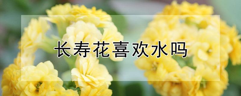 长寿花喜欢水吗