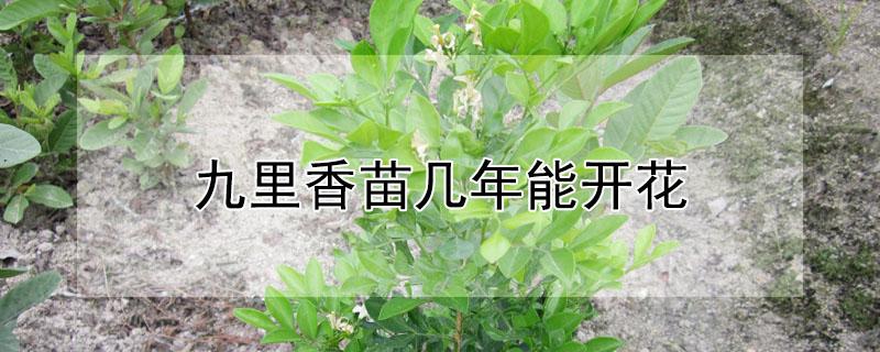 九里香苗几年能开花（九里香播种几年后开花）