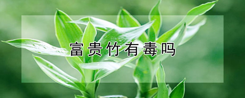 富贵竹有毒吗 家里养富贵竹好吗,富贵竹有毒吗