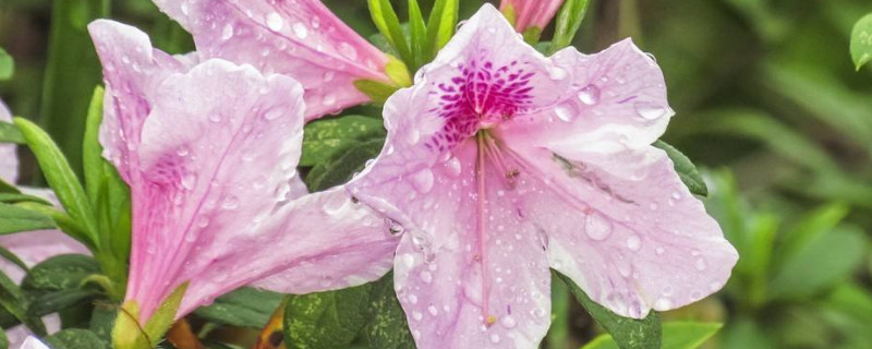 杜鹃花用什么土栽培（杜鹃花用什么土栽好）