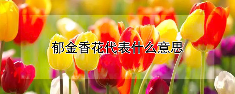 郁金香花代表什么意思（郁金香花的意思）