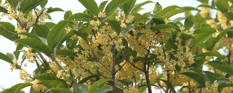 桂花冬天怕冻吗（桂花怕冷吗?怕冻吗?）