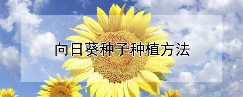 向日葵种子种植方法 向日葵种子种植方法步骤