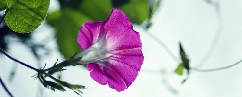 牵牛花是什么季节开的（牵牛花是什么季节开的是什么颜色）