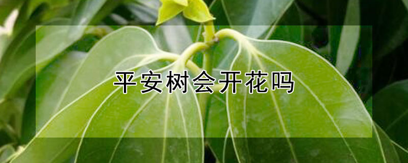 平安树会开花吗（平安树开花吗,平安树养多久可以开花）